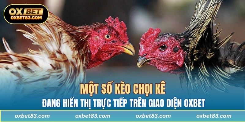 Một số kèo chọi kê đang hiển thị trực tiếp trên giao diện OXBET